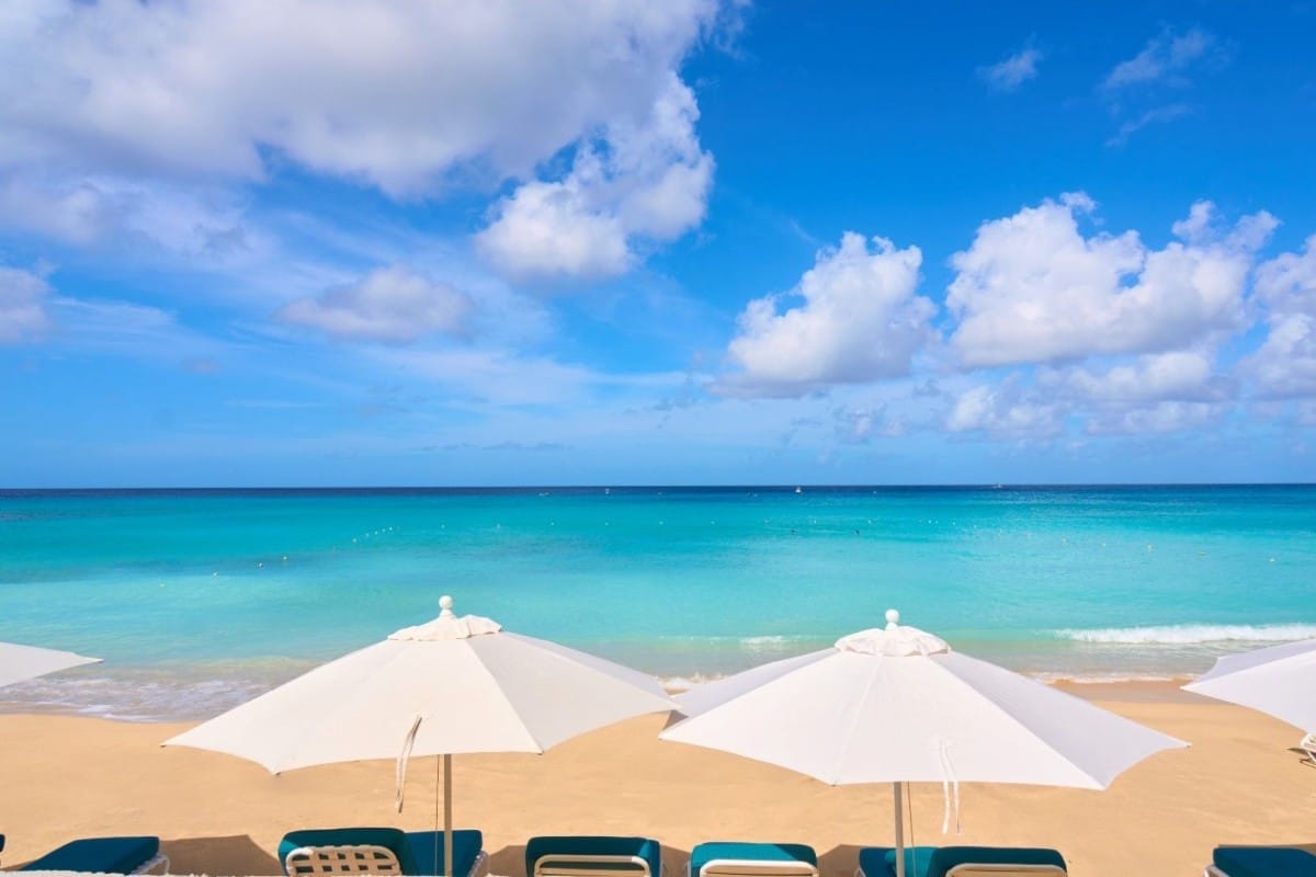 Old Trees 104, Sunset